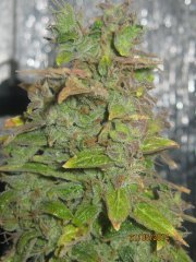 IMG 0793