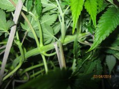 IMG 0680