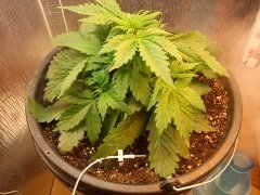 Auto Northern Light Blue Fem