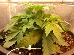 Auto Northern Light Blue Fem