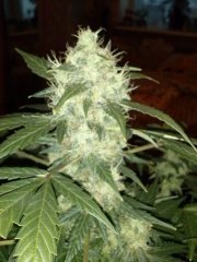 Lemon Skunk