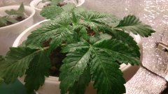Lemon Skunk 16 Дней