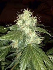 lemon skunk