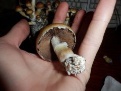 Гигантище!