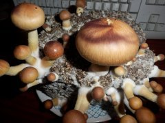 мой первый мутант)