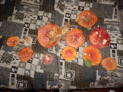 свежесобраные мухи)