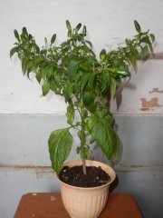 Кустик с перцамим