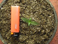 Auto Whiteberry Regular