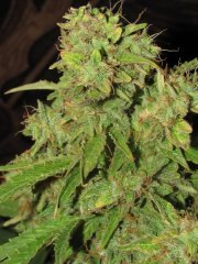 Auto Big-Devil-2  Bulk seeds