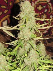 Auto Lemon Skunk [Bulk seed bank]