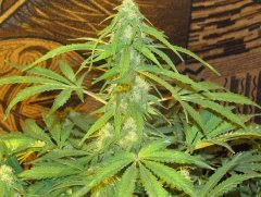 Auto NYC Diesel
