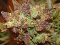 Auto Big Devil-2 от Bulk seed bank