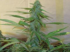 Auto Lemon Skunk