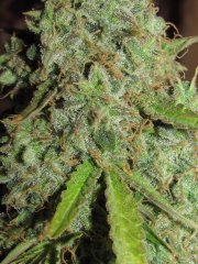 Auto Lemon Skunk [Bulk seed bank]