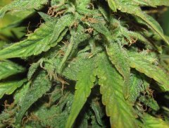 Auto Red Devil