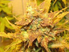 Auto Big Devil-2 от Bulk seed bank