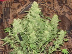 Auto Big-Devil-2  Bulk seeds