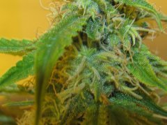 Auto Lemon Skunk