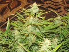 Auto Big Devil-2
