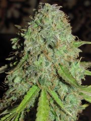 Auto Lemon Skunk [Bulk seed bank]