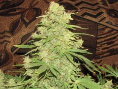 Auto Big-Devil-2  Bulk seeds