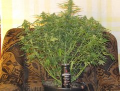 Auto Lemon Skunk