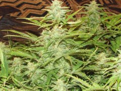 Auto Big Devil-2
