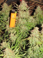 Auto Big Devil-2 от Bulk seed bank