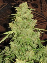 Auto Big-Devil-2  Bulk seeds