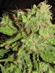 Auto Big-Devil-2  Bulk seeds