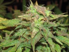 Auto Red Devil от Негоро