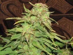 Auto Red Devil от Негоро
