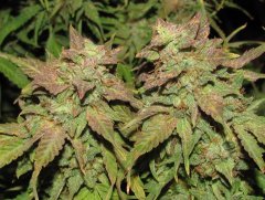 Auto Big Devil-2 от Bulk seed bank