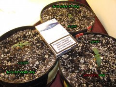 Auto regular's