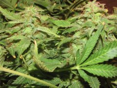 Auto Red Devil от Негоро