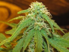 Auto NYC Diesel