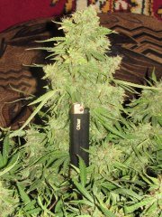 Auto Big-Devil-2  Bulk seeds