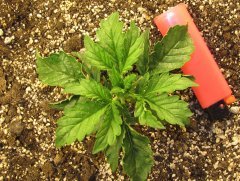 Auto Lemon Skunk ♀