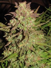 Auto Big Devil-2 от Bulk seed bank