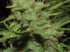 Auto Big-Devil-2  Bulk seeds