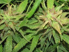 Auto Red Devil от Негоро