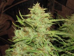 Auto Big-Devil-2  Bulk seeds