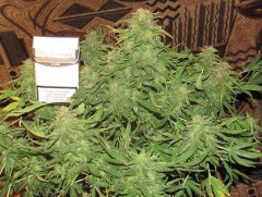 Auto Red Devil от Негоро