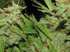 Auto Big-Devil-2  Bulk seeds