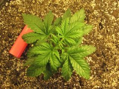 Auto Big Devil-2 ♀
