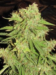Auto Big-Devil-2  Bulk seeds