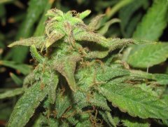 Auto Red Devil от Негоро