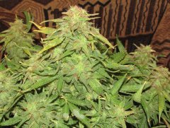 Auto Red Devil от Негоро