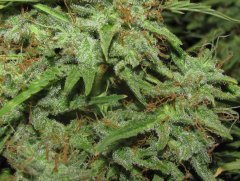Auto Big-Devil-2  Bulk seeds