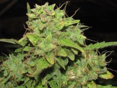 Auto Big-Devil-2  Bulk seeds